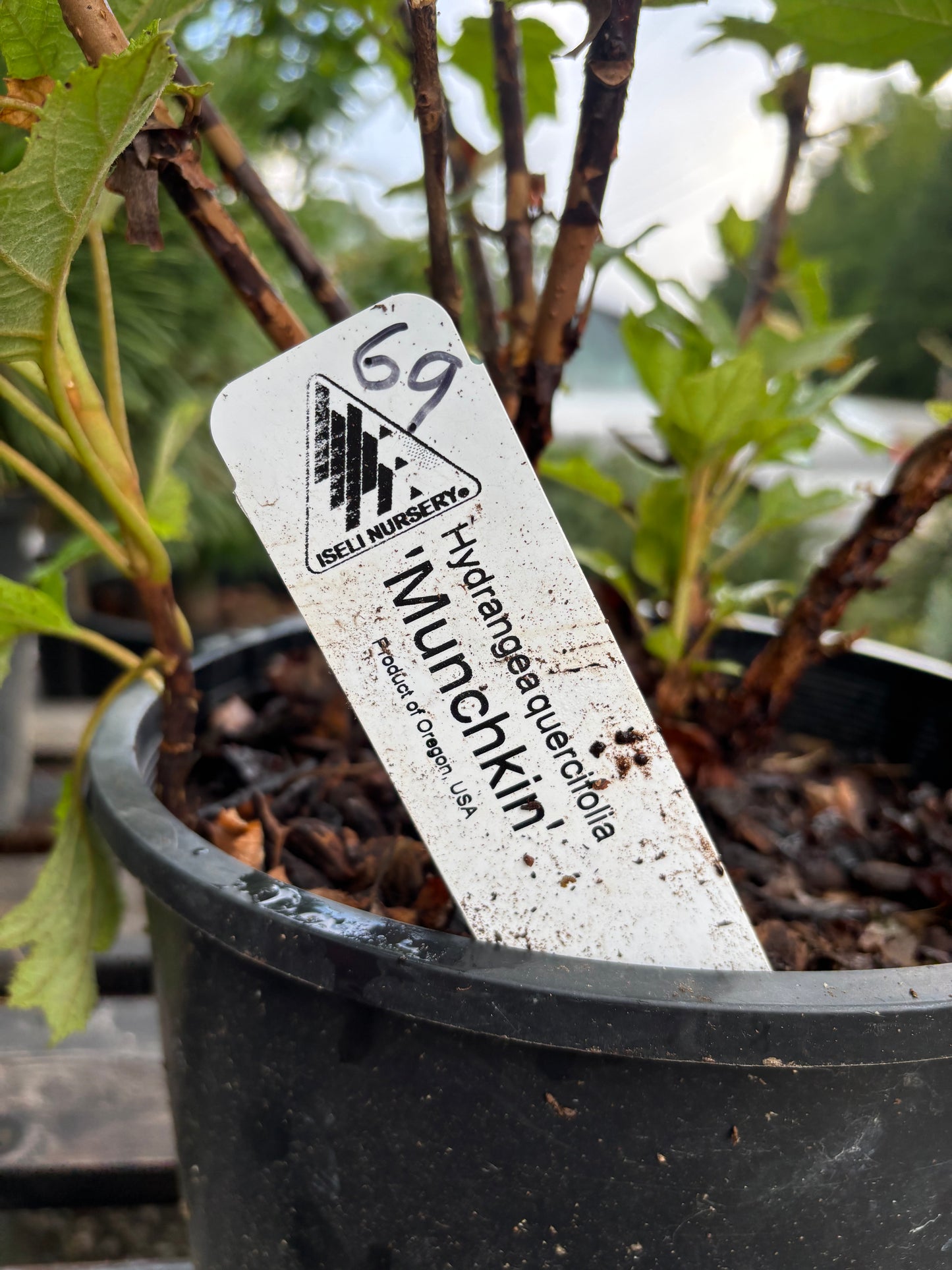 Munchkin Oakleaf Hydrangea