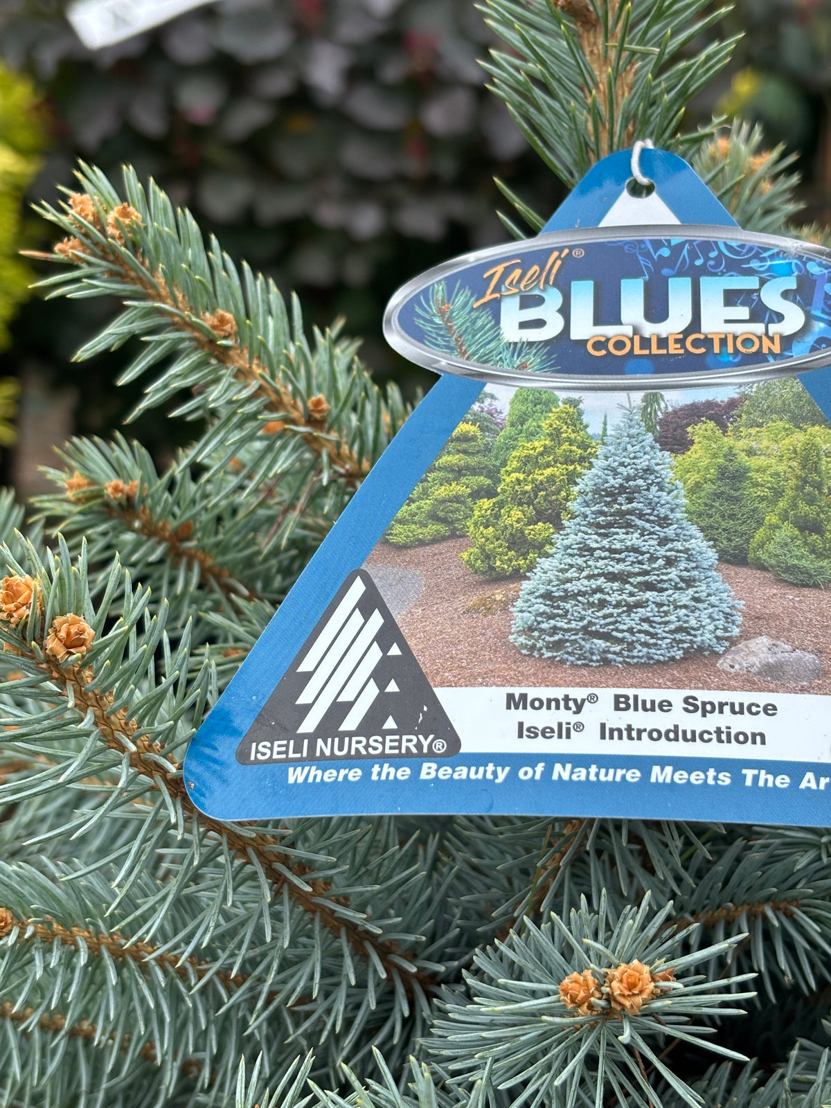 Picea pungens ‘Monty’ Colorado Blue Spruce