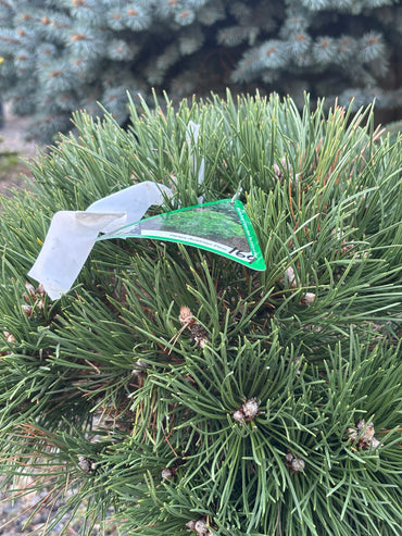 Pinus nigra ‘Helga’ Austrian Pine