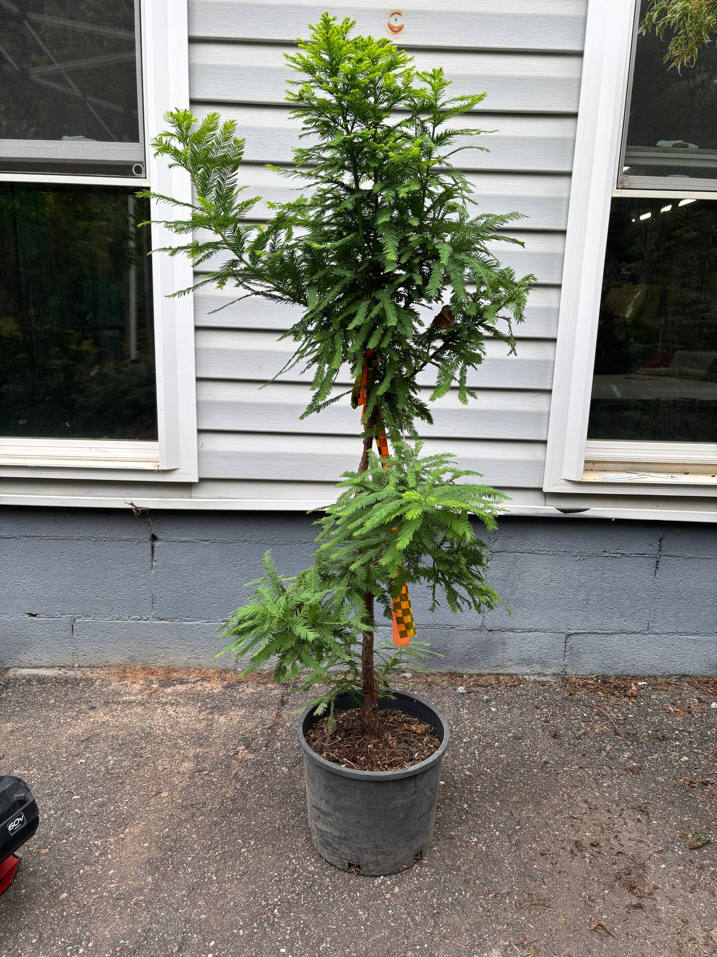 Peve Minaret Bald Cypress