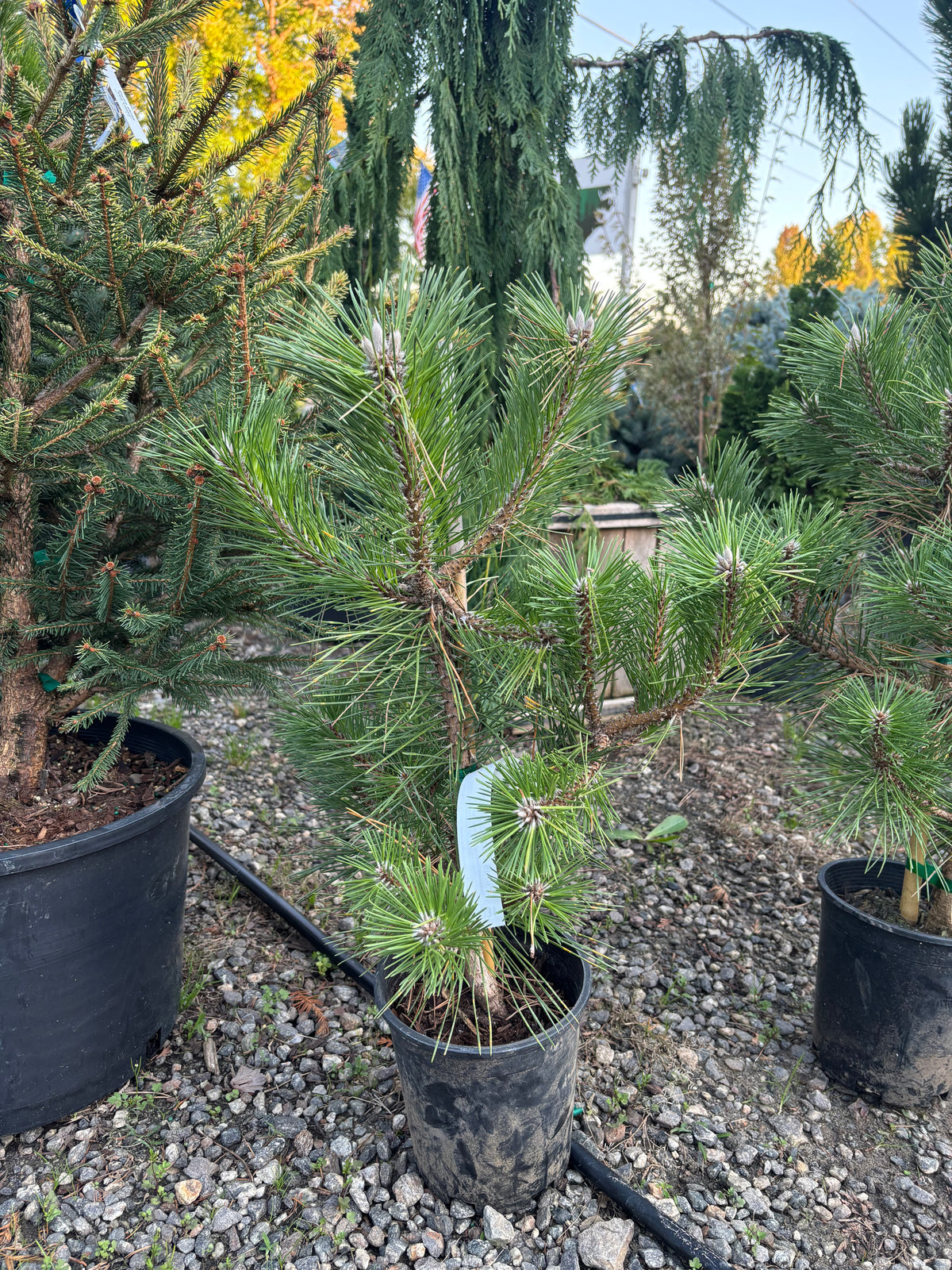 Pinus thunbergii 'Banshosho'