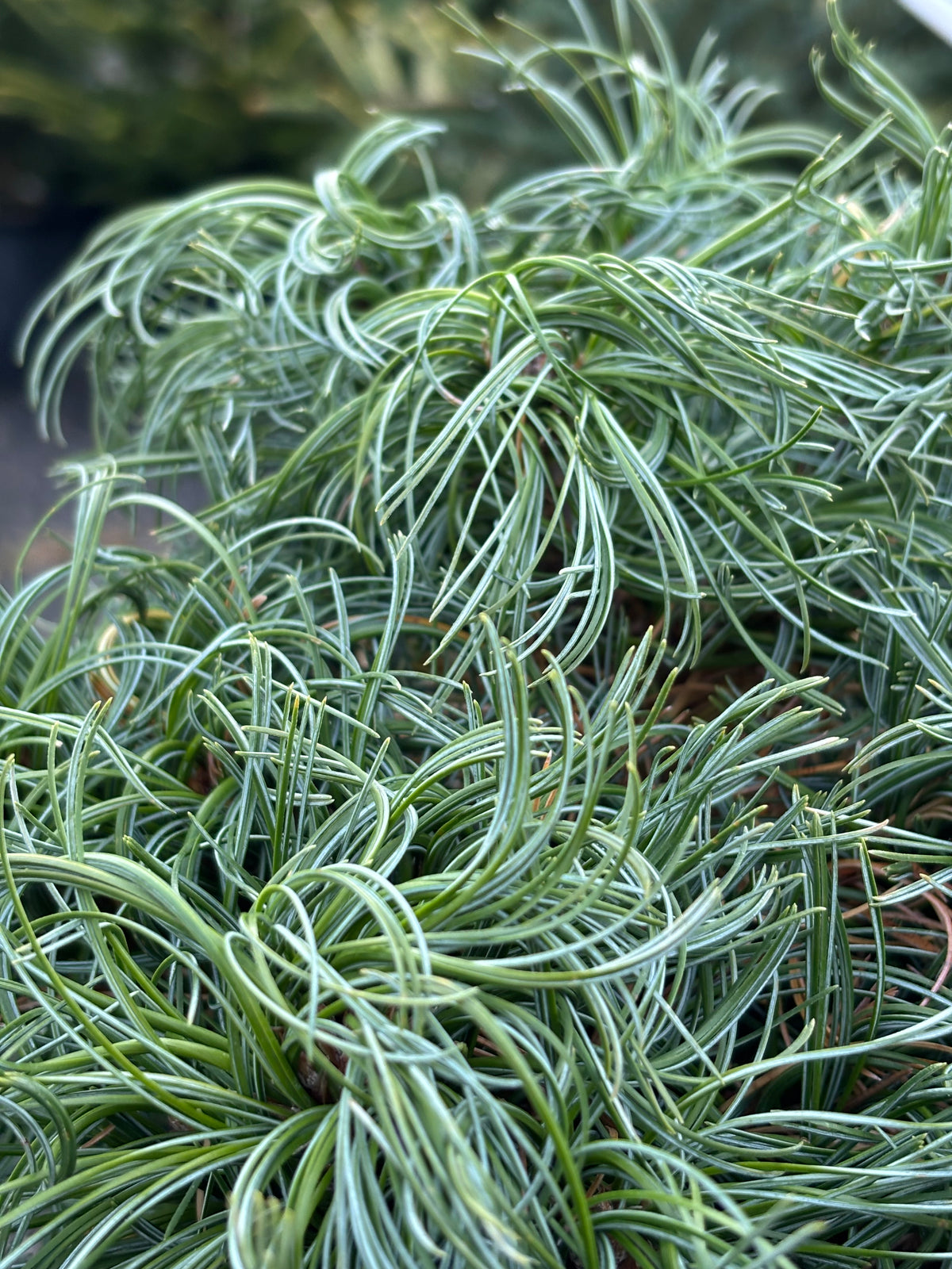 Pinus strobus ‘Green Twist’