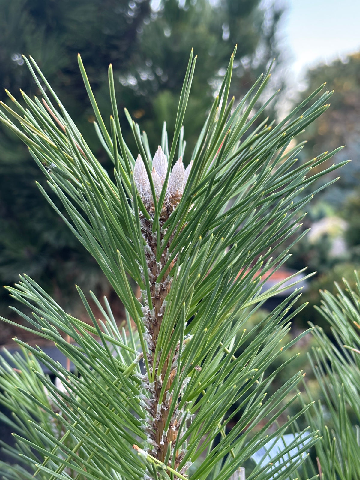 Pinus thunbergii 'Banshosho'
