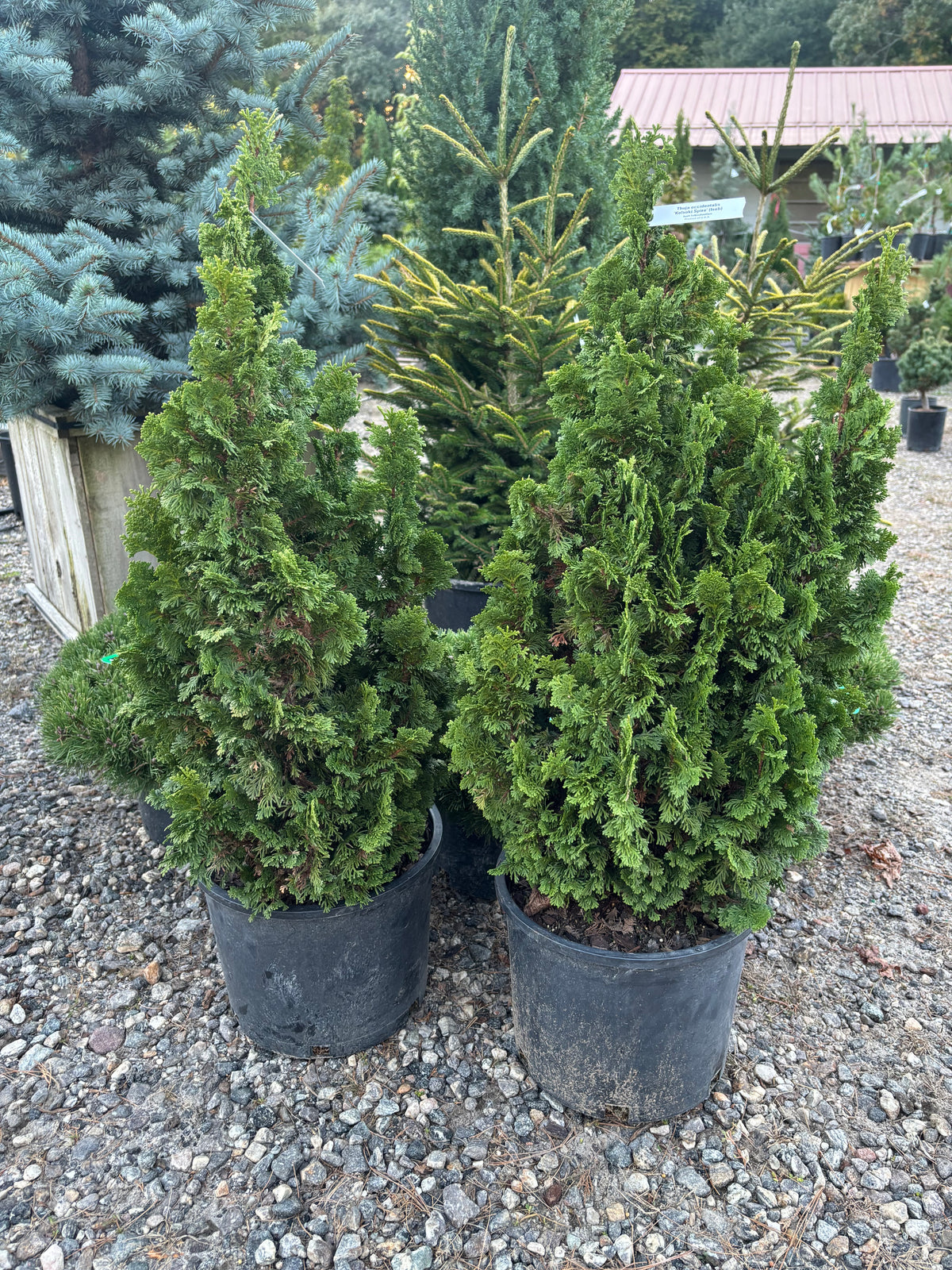 Thuja occidentalis ‘Kelsoki Spire’