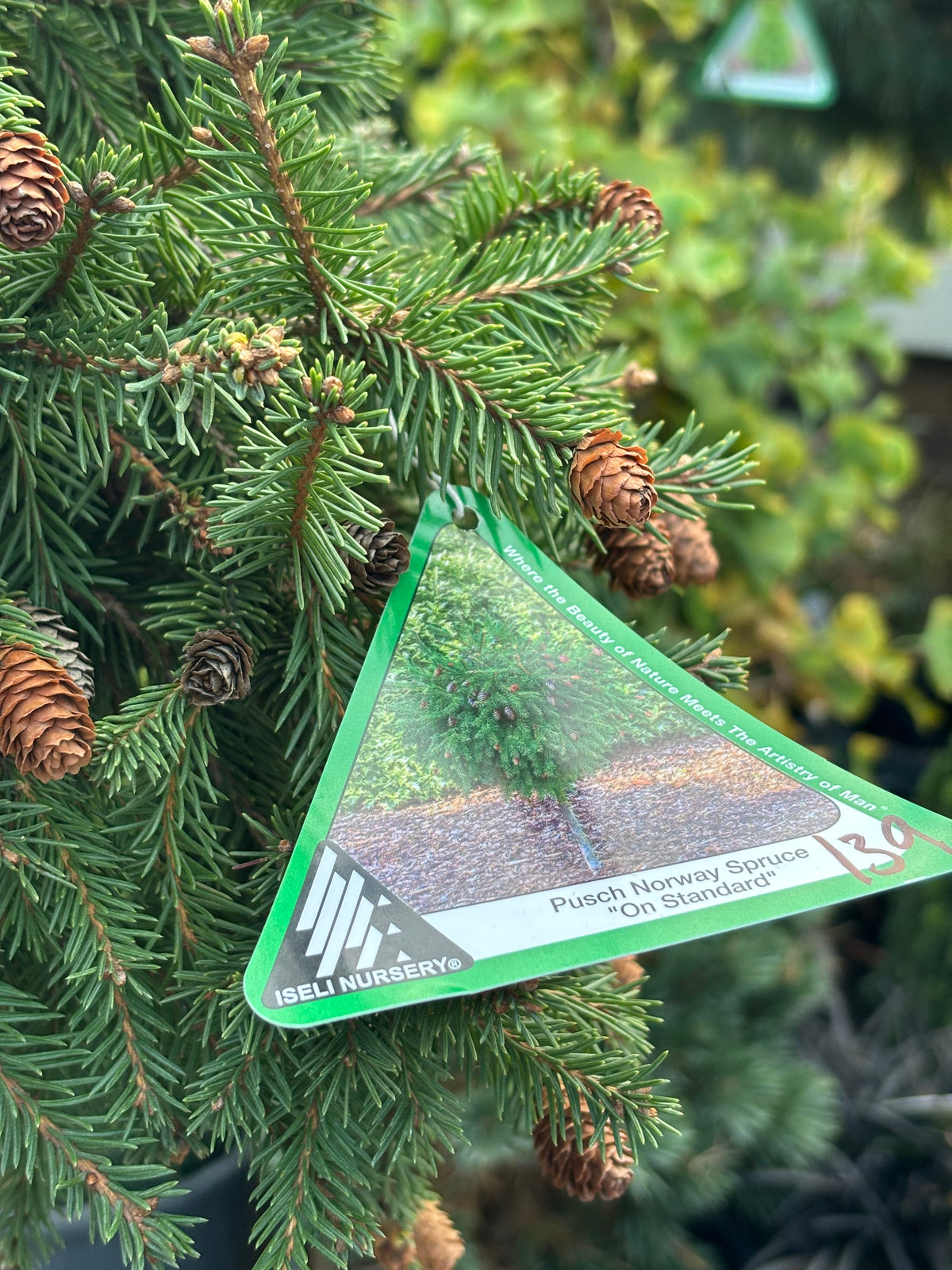 Picea abies ‘Pusch’