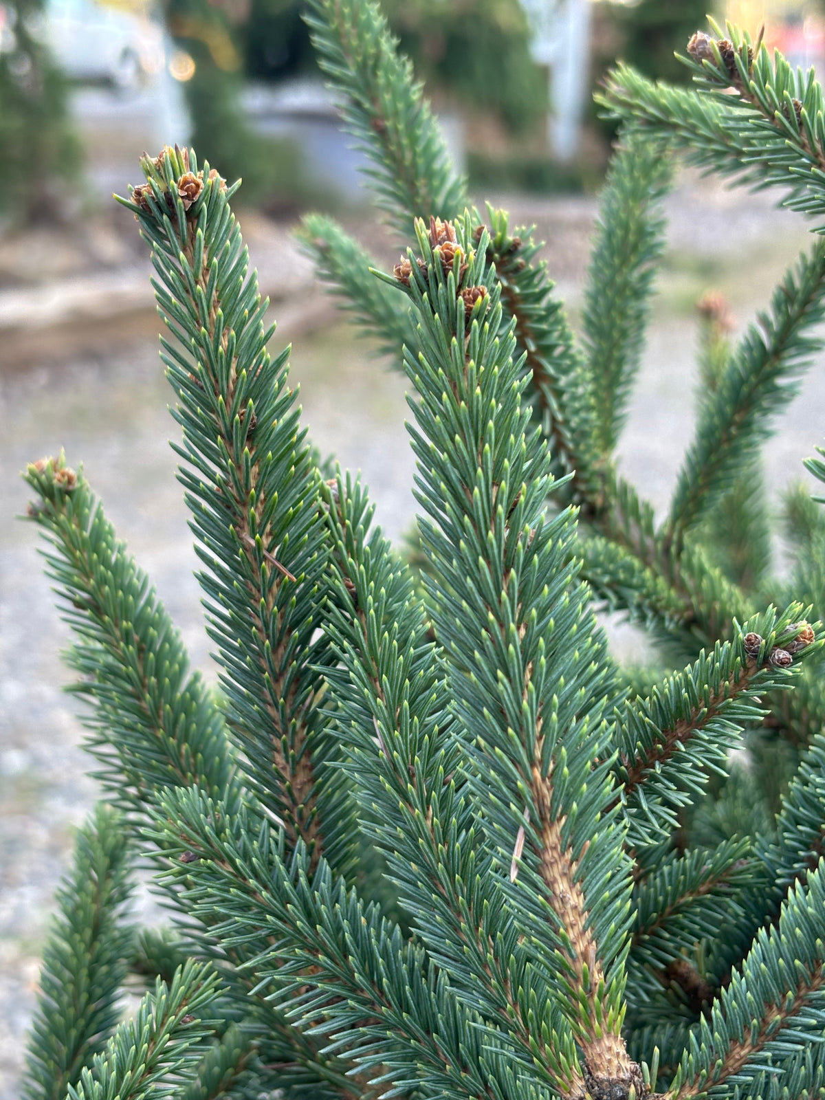 Picea glauca ‘Spring Sunshine