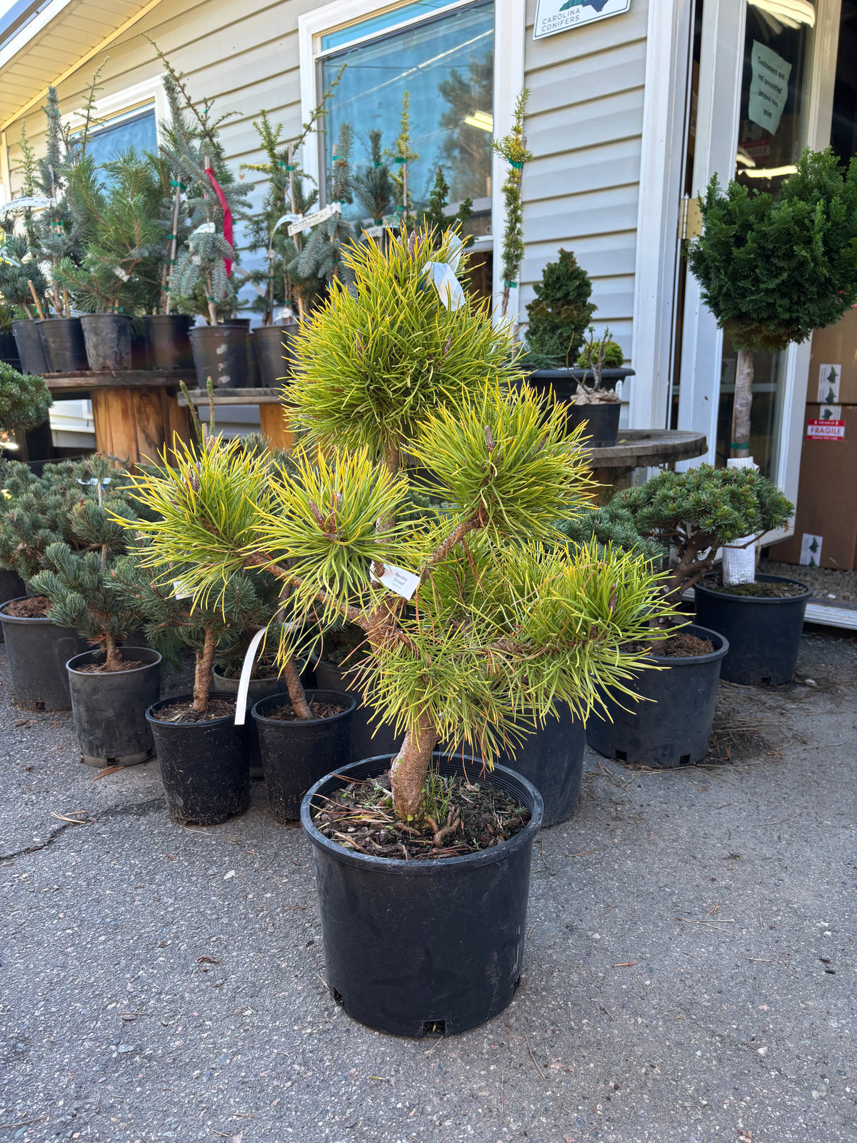 Pinus contorta var. latifolia 'Chief Joseph'