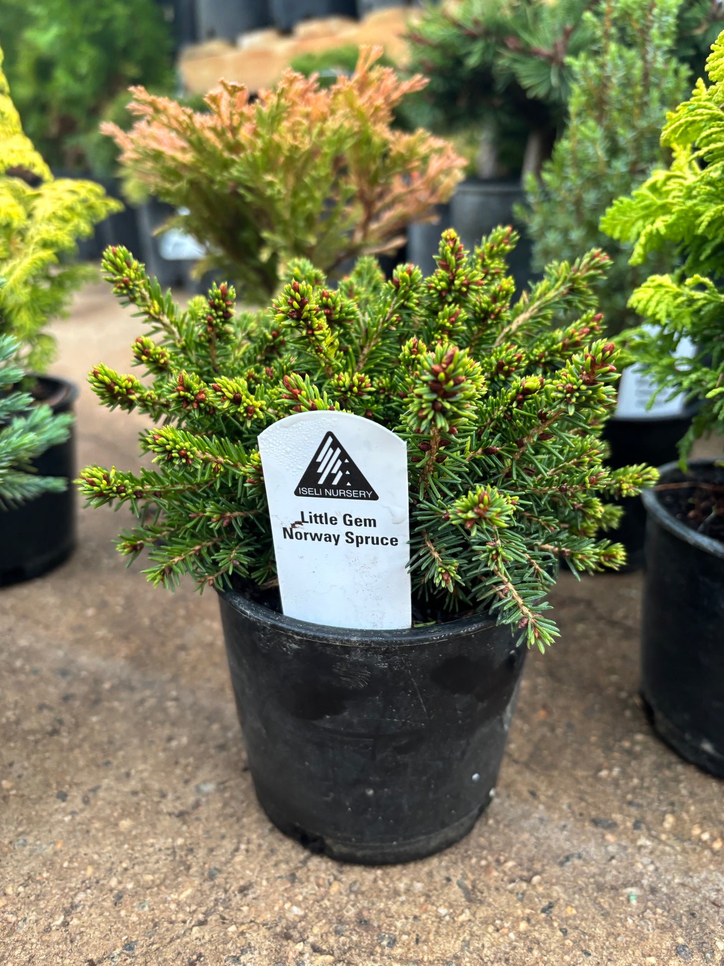 Fanciful Gardens Ultimate Conifer Color Package