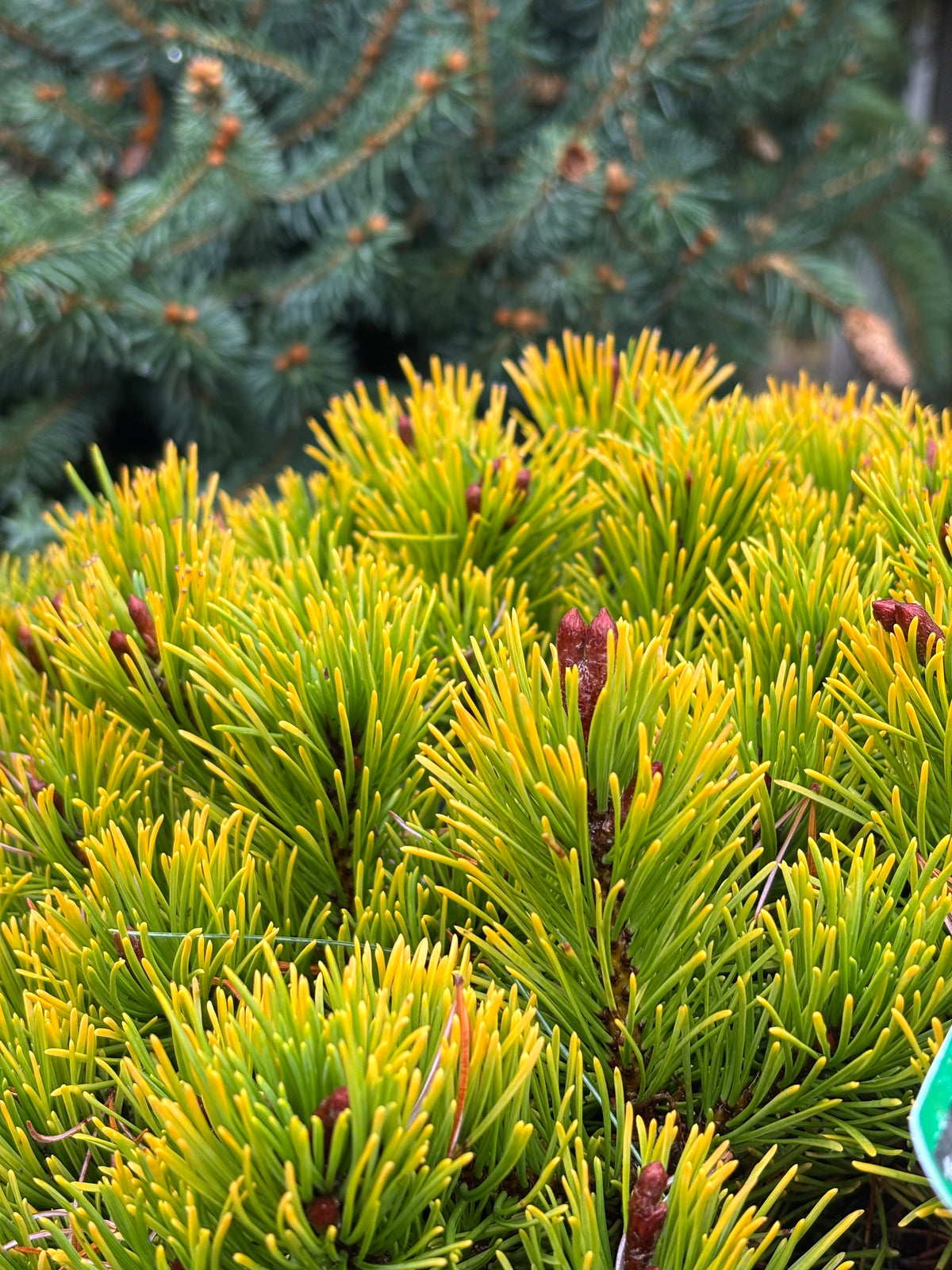 Pinus mugo ‘Laarheide’