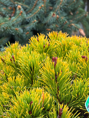 Pinus mugo ‘Laarheide’
