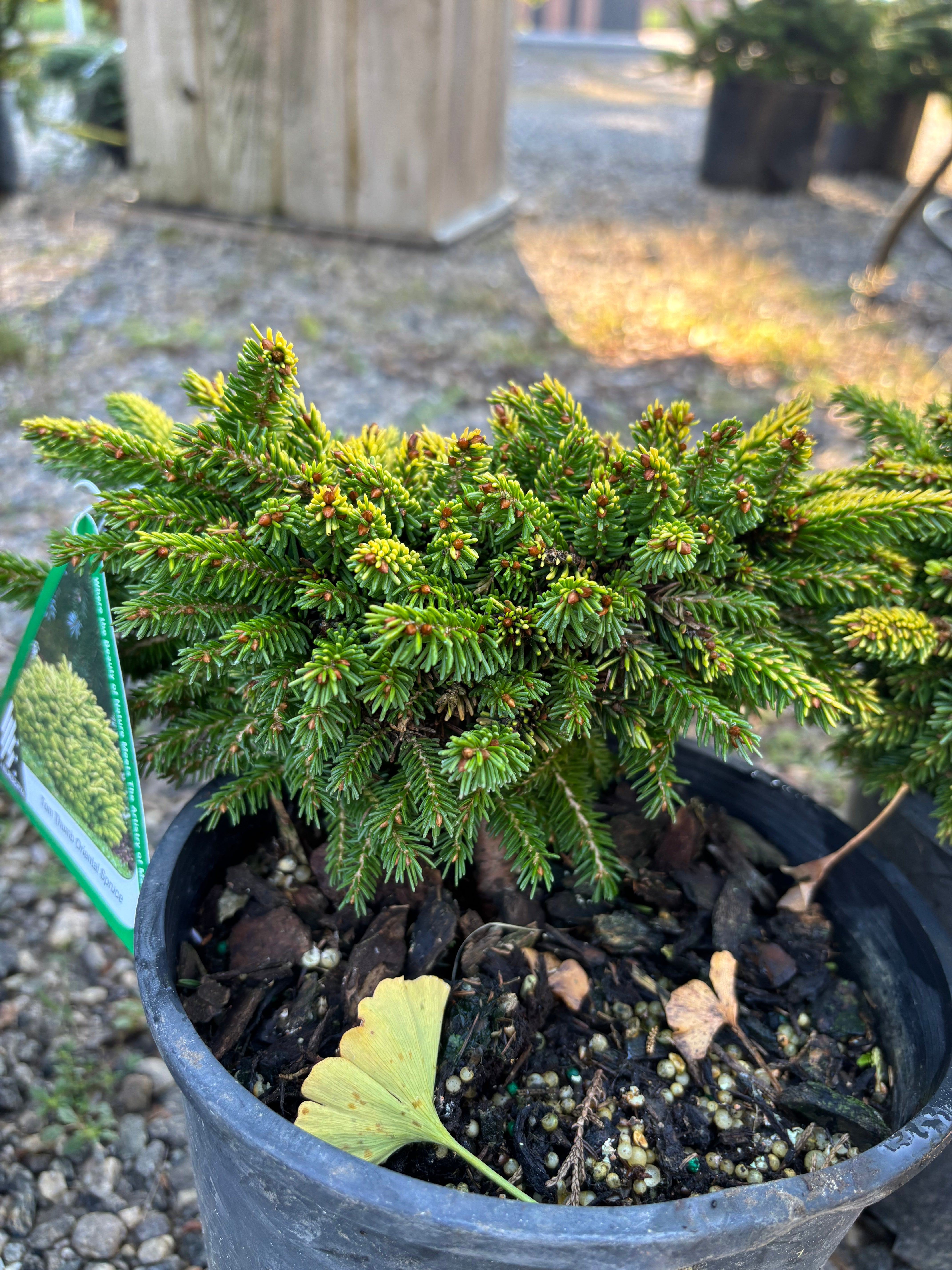 Picea orientalis 'Tom Thumb' – Carolina Conifers Nursery & Landscape