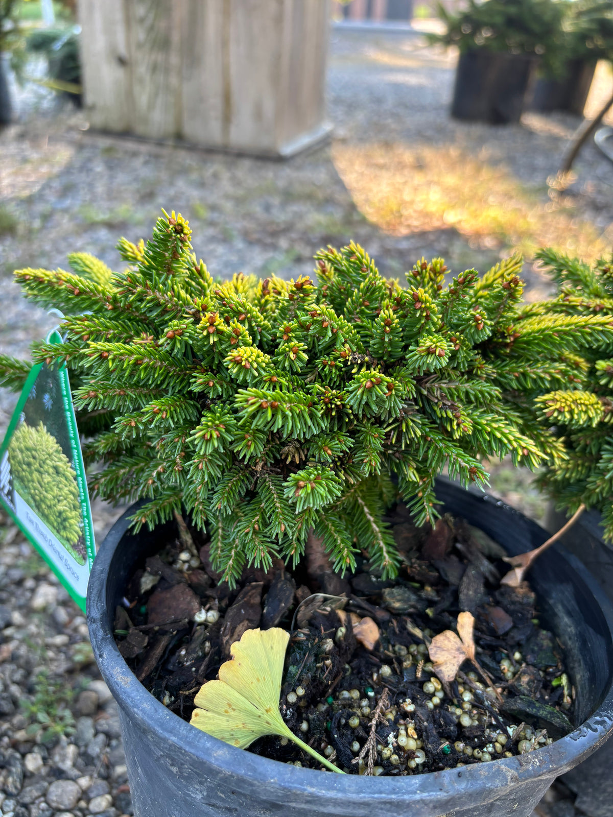 Picea orientalis ‘Tom Thumb’
