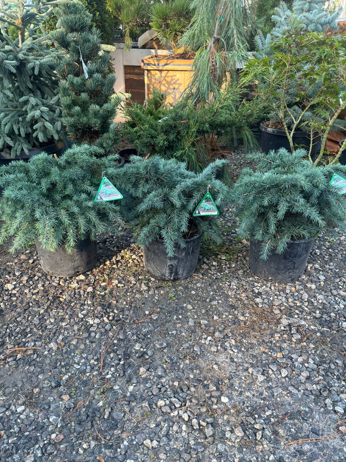 Cedrus deodara 'Prostrate Beauty'