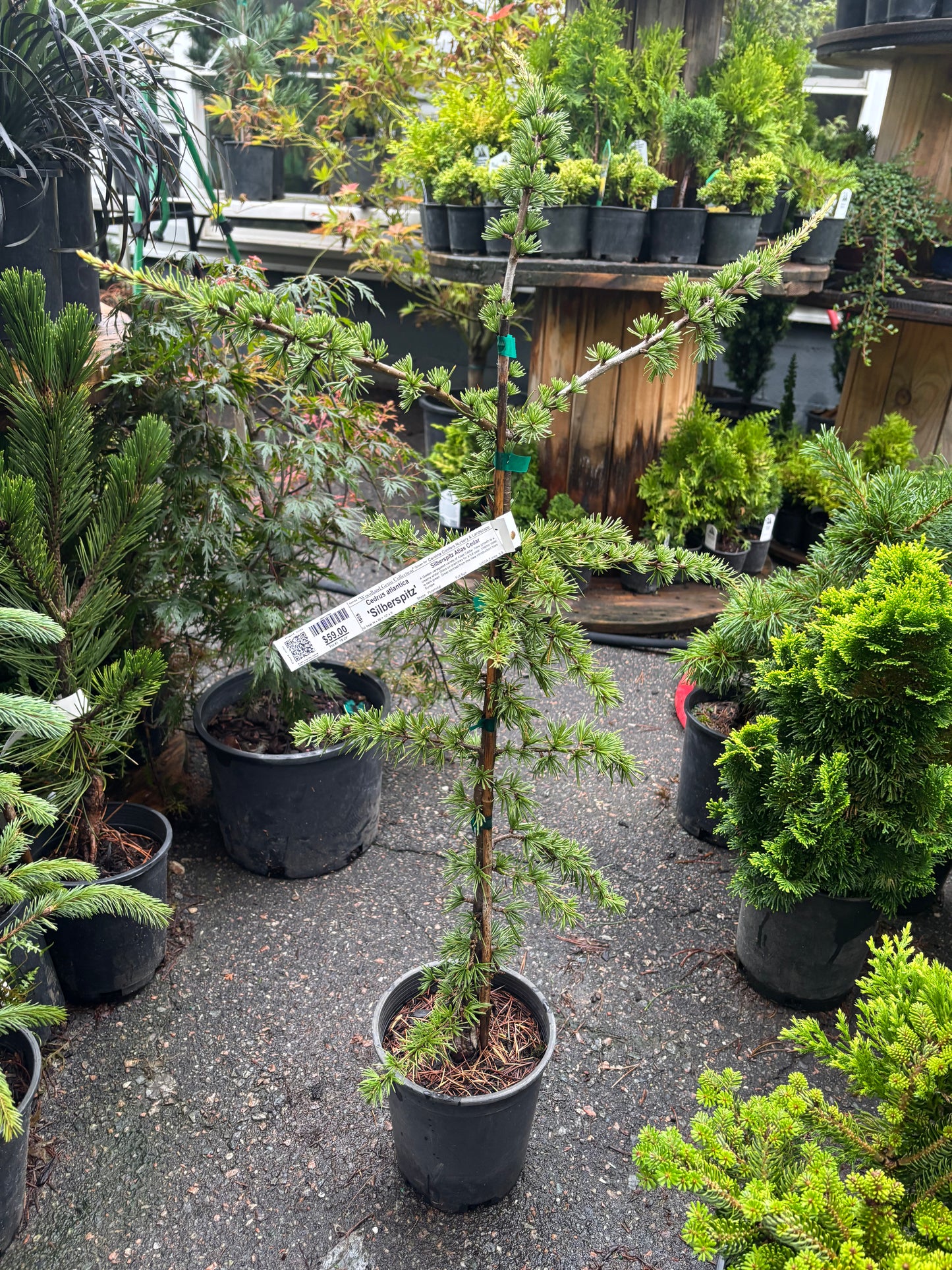 Silberspitz Atlas Cedar