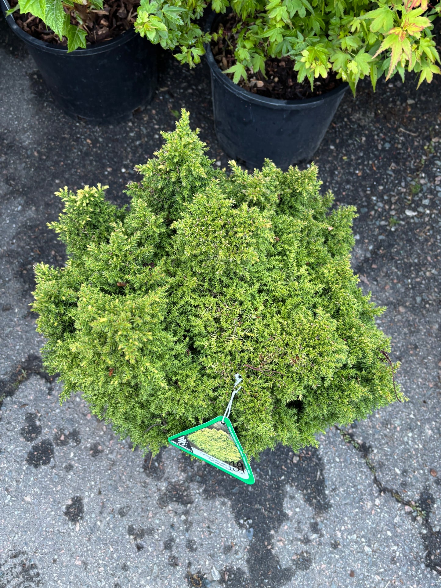 Cryptomeria japonica ‘Twinkle Toes’