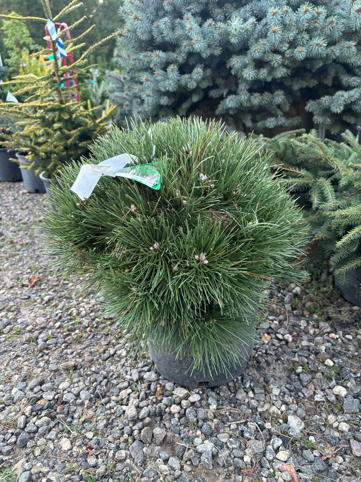 Pinus nigra ‘Helga’ Austrian Pine