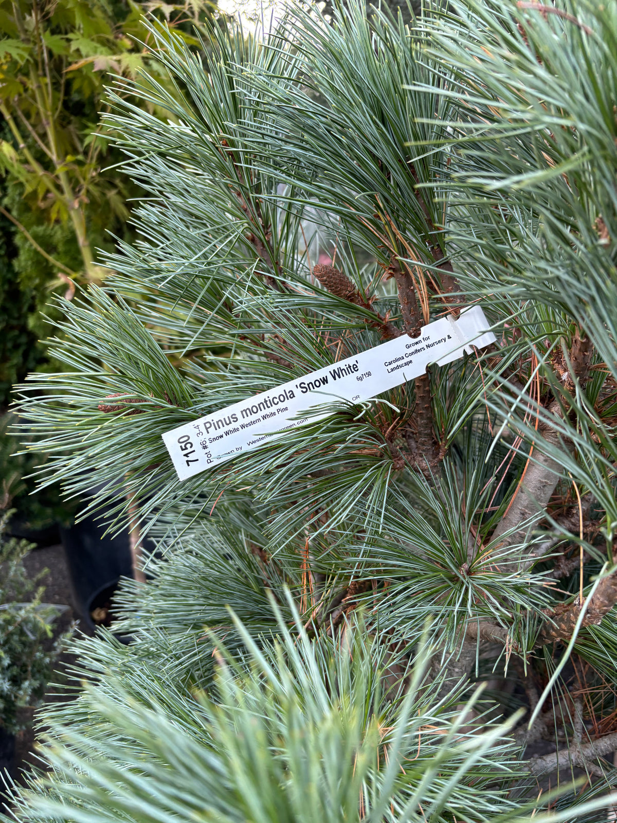 Pinus monticola ‘Snow White’
