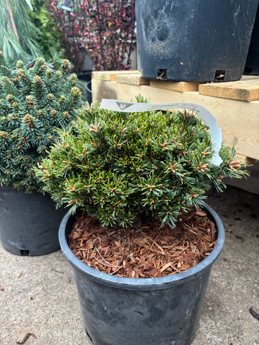 Pinus parviflora ‘Chibikko’