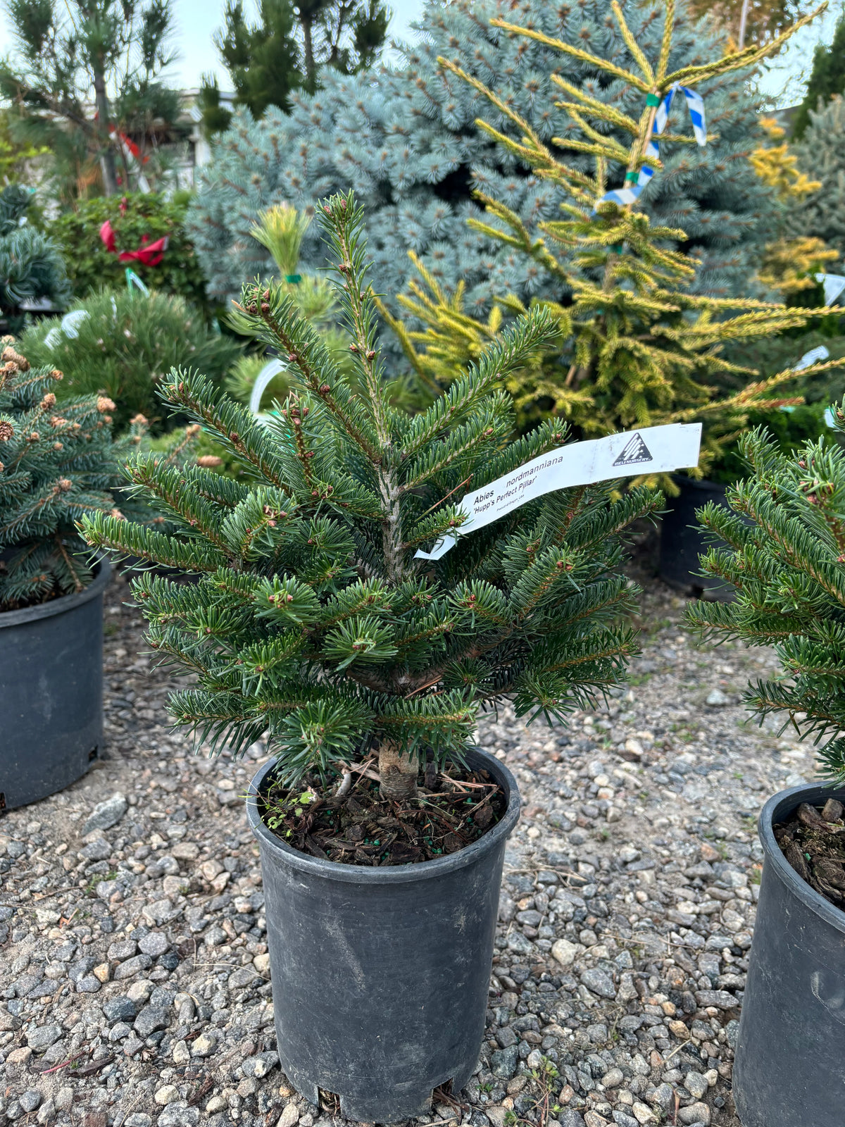 Hupp’s Perfect Pillar Nordmann Fir