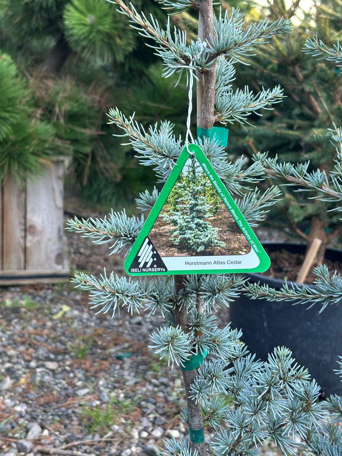Horstmann Atlas Cedar