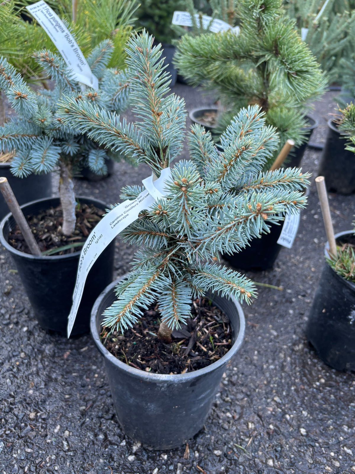 Picea pungens ‘Bob’s Broom’