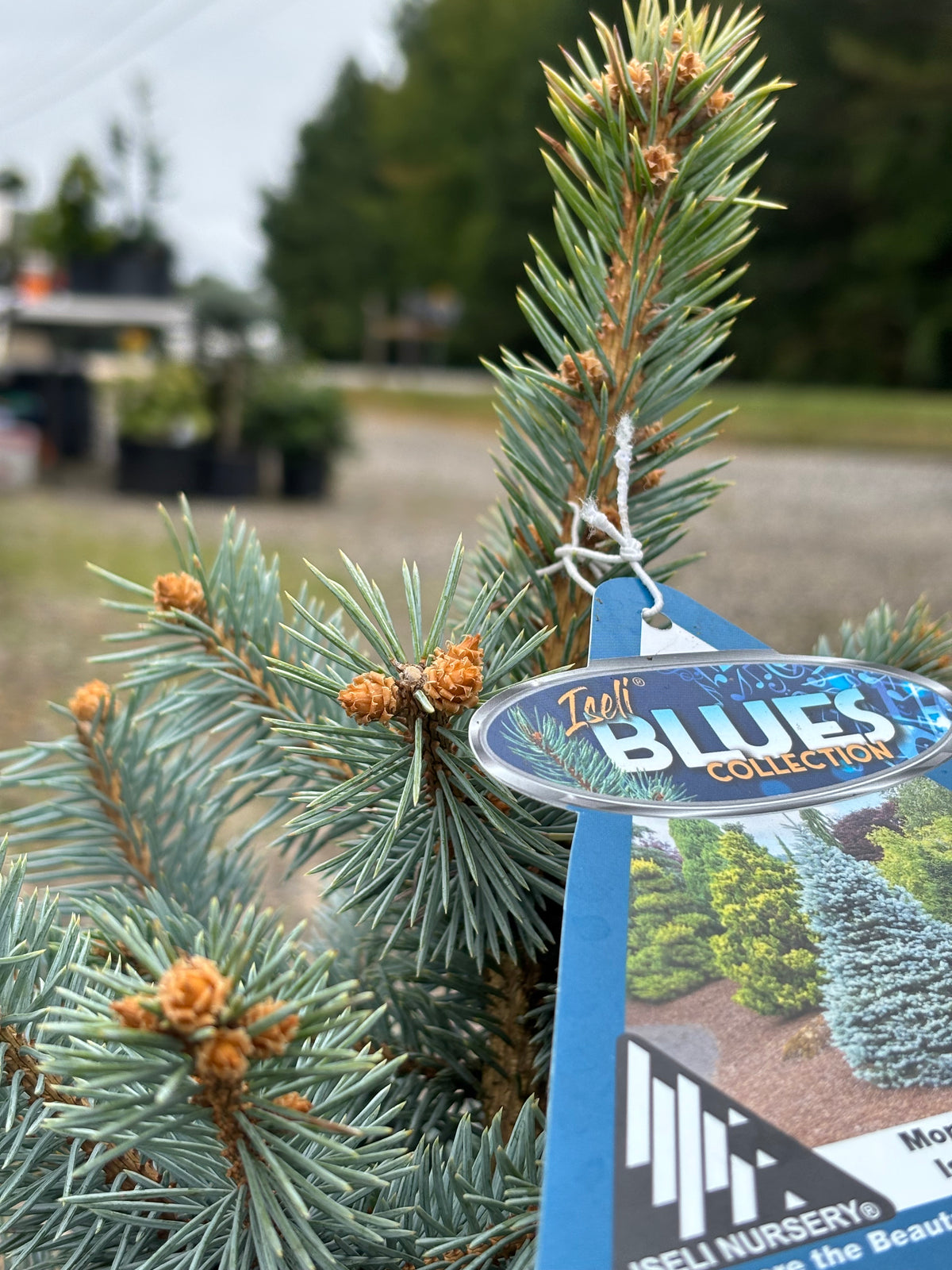 Picea pungens ‘Monty’ Colorado Blue Spruce