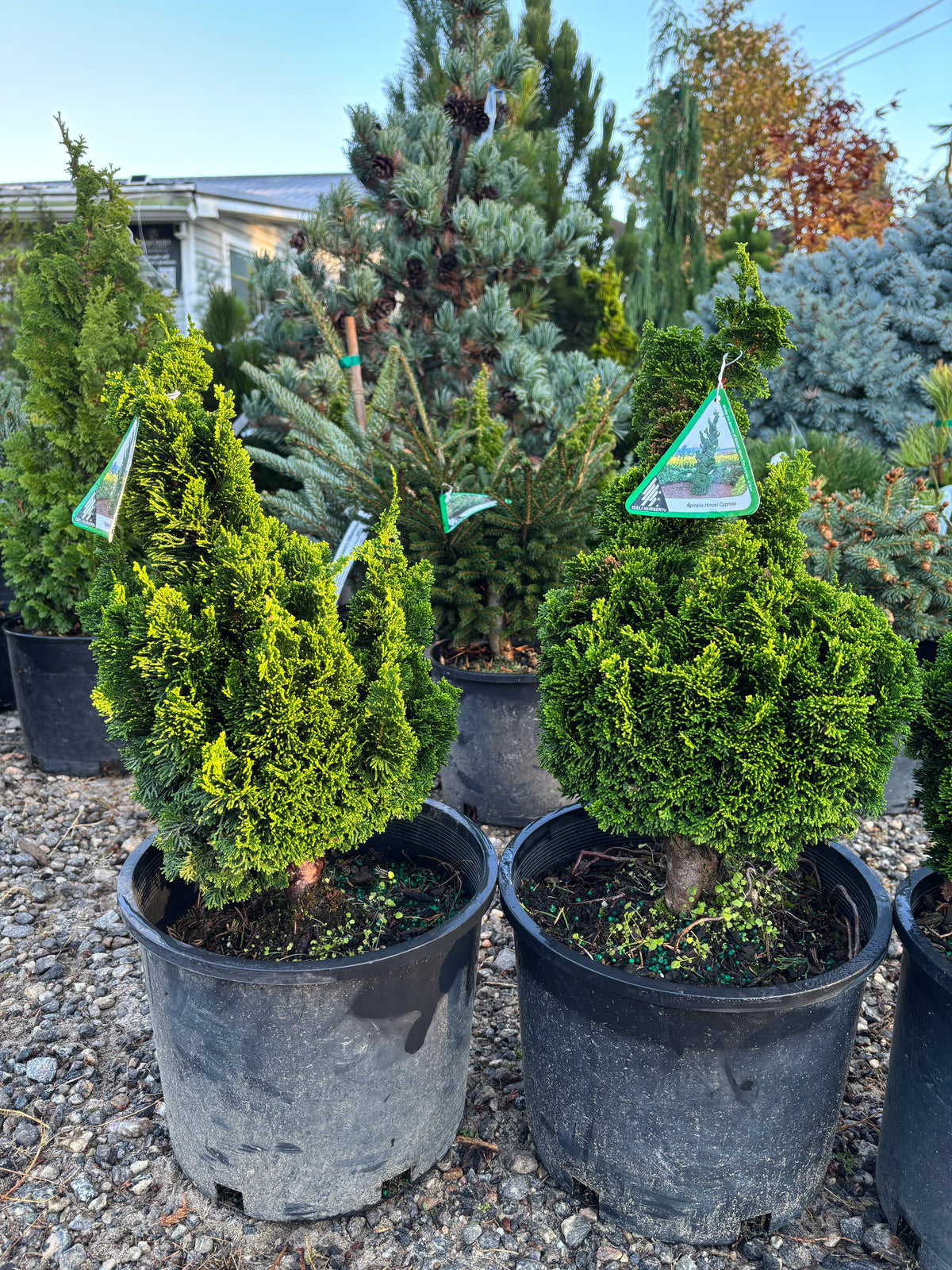 Chamaecyparis obtusa ‘Spiralis’