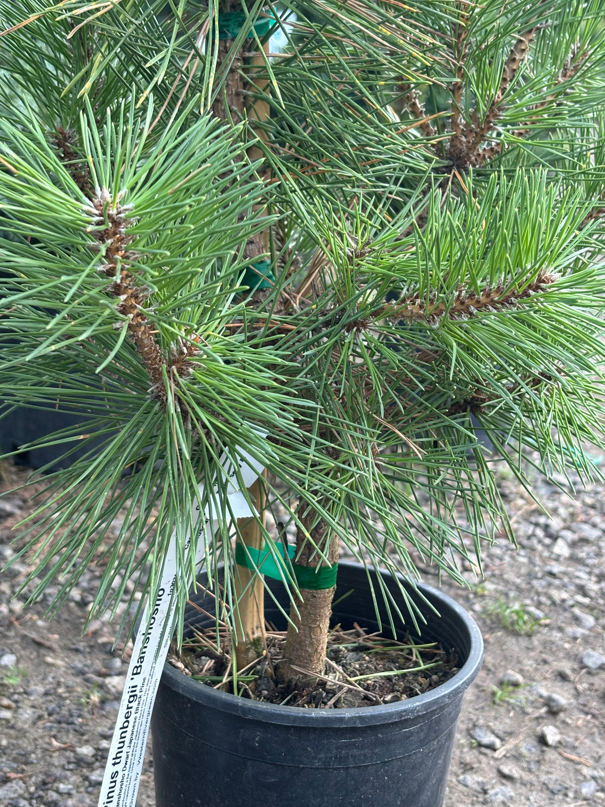 Pinus thunbergii 'Banshosho'