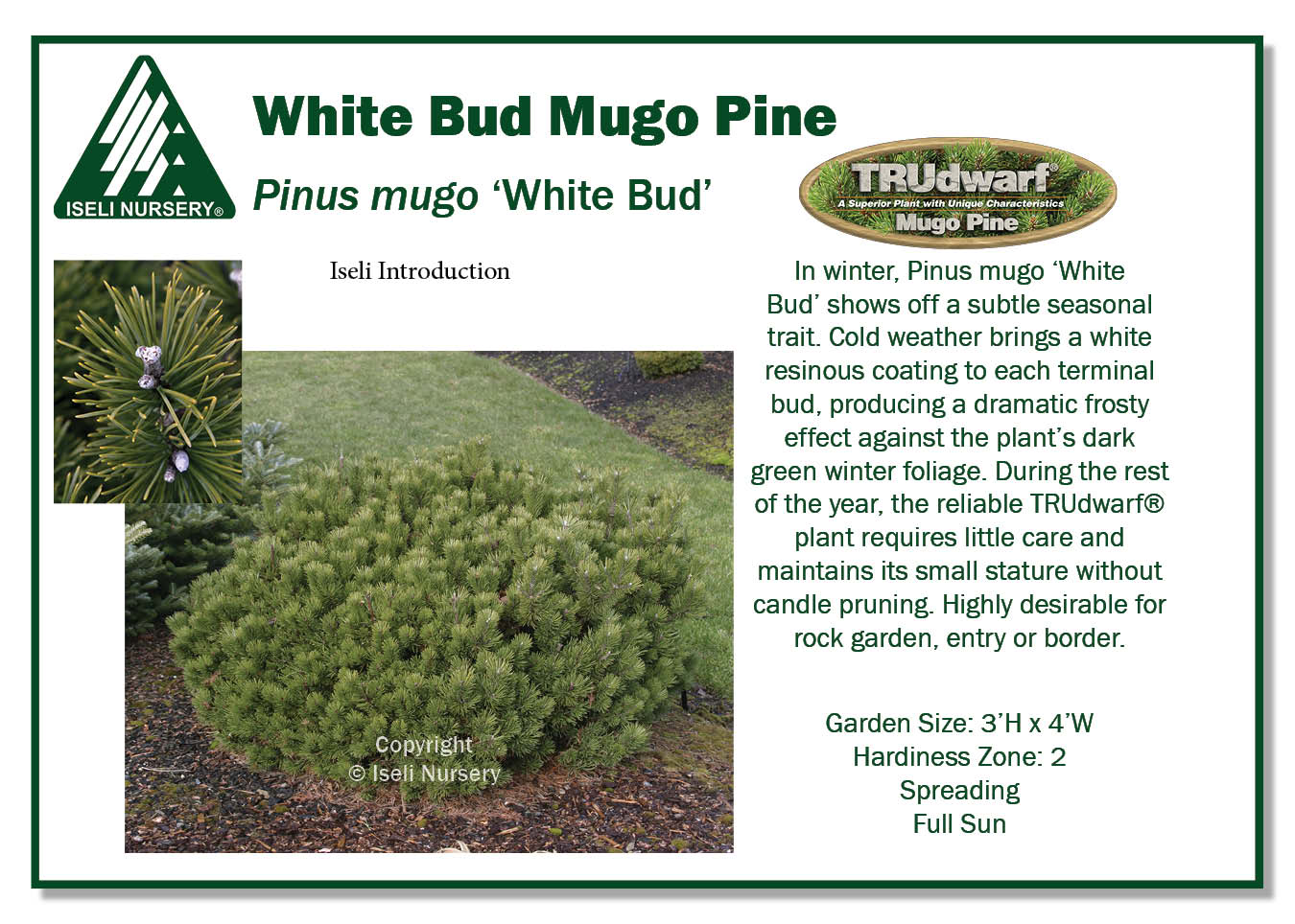 Pinus mugo ‘White Bud’