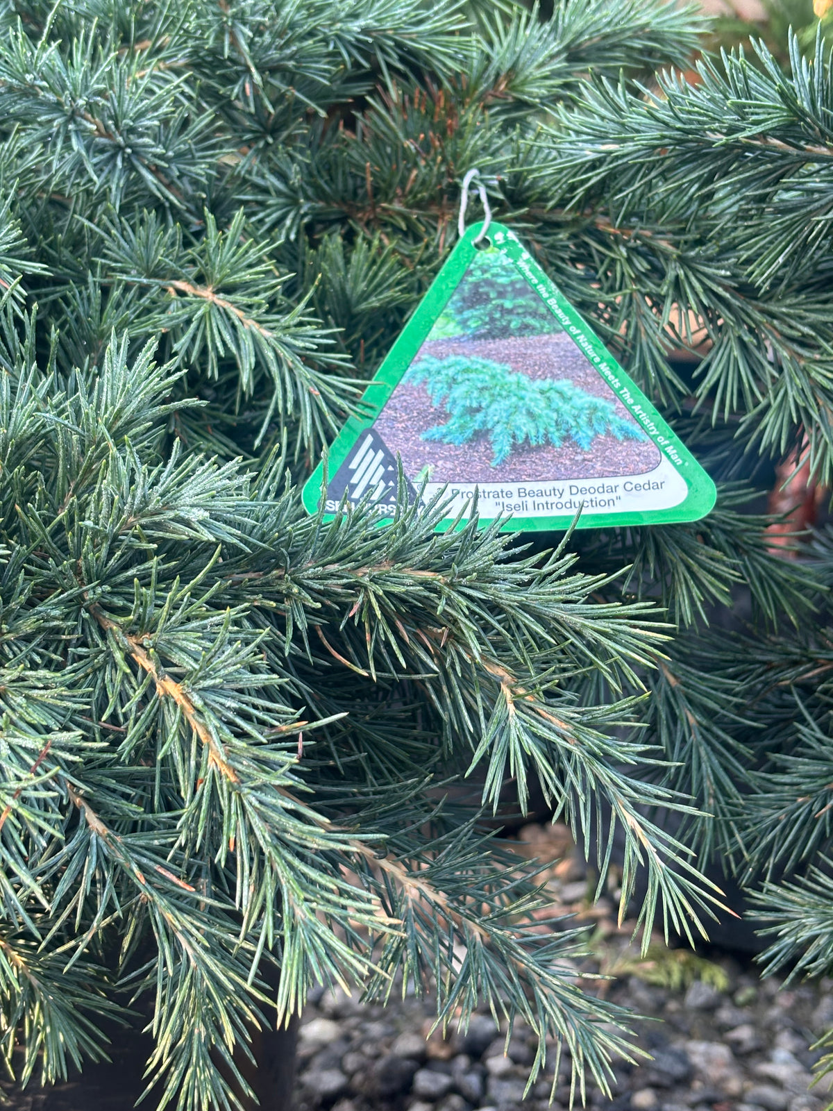 Cedrus deodara 'Prostrate Beauty'