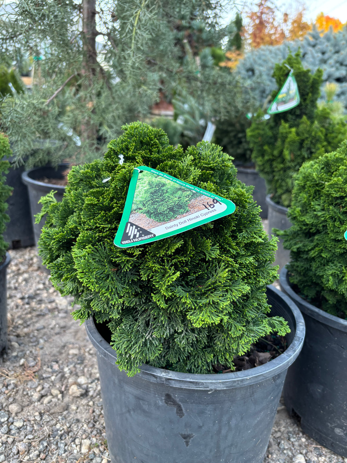 Chamaecyparis obtusa ‘Dainty Doll’
