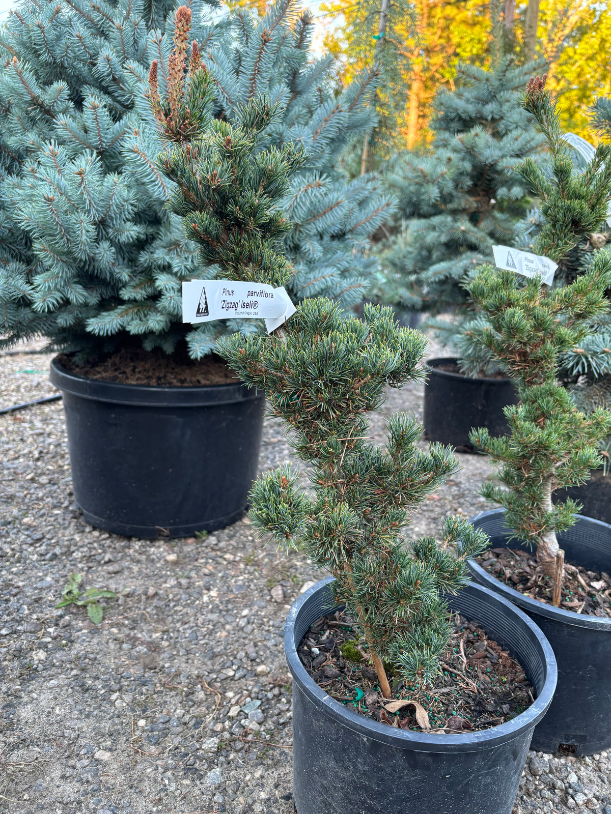 Pinus parviflora ‘Zig Zag’