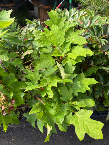 Munchkin Oakleaf Hydrangea