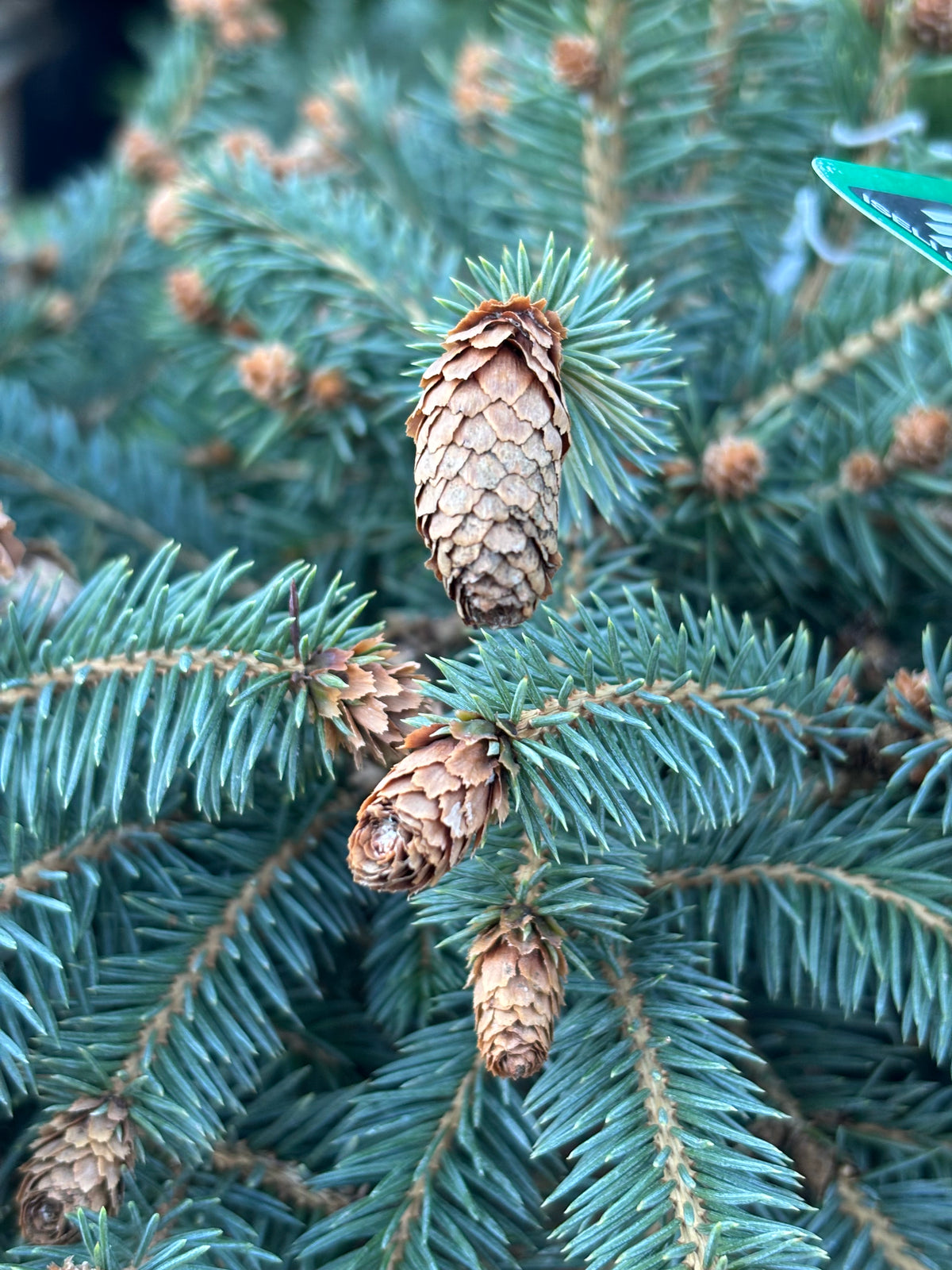 Picea pungens ‘Hermann Naue’ Red Coned Colorado Blue Spruce