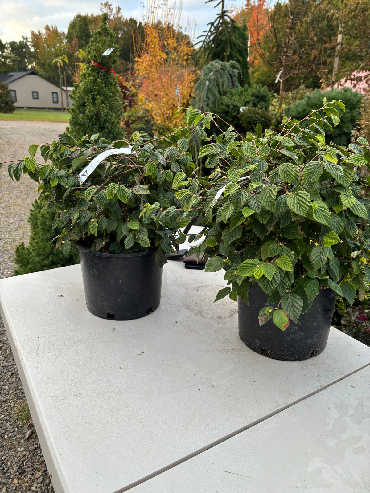 Buttercup Winter Hazel