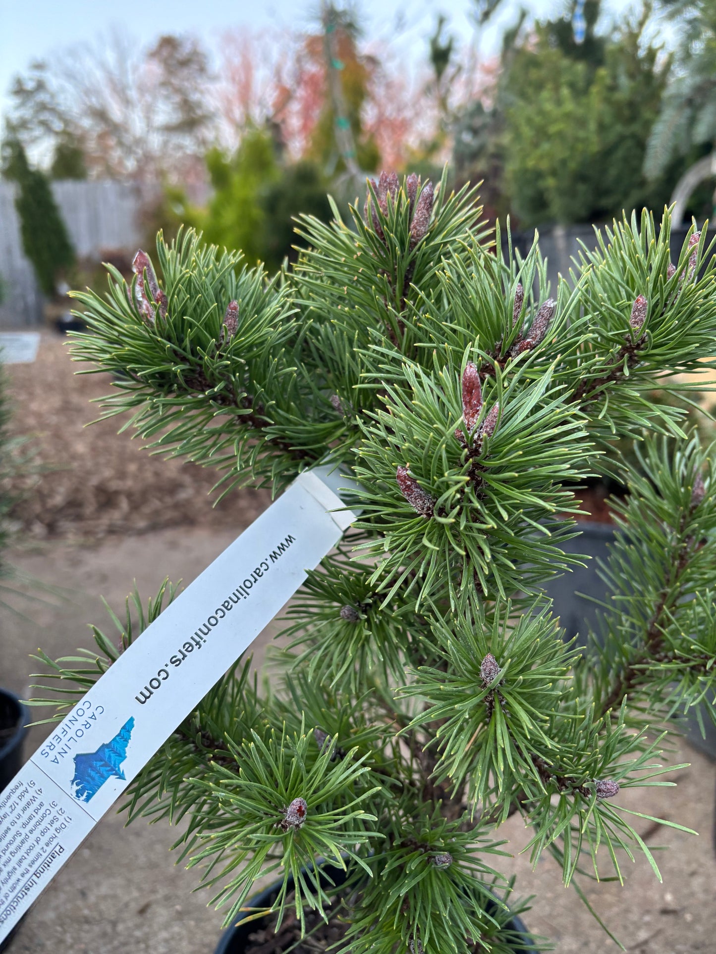 Pinus contorta var. latifolia ‘Willow Creek’