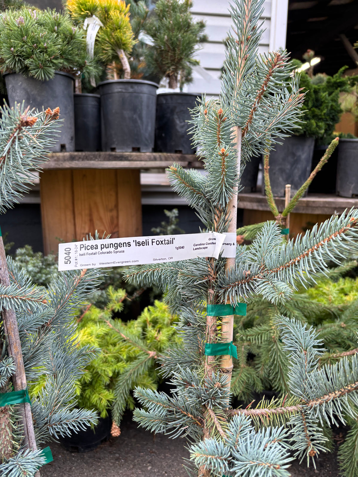 Picea pungens ‘Iseli Foxtail’
