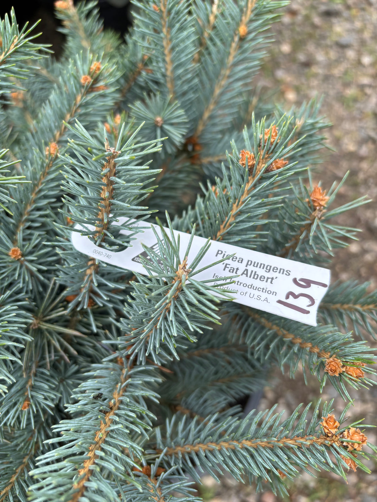 Picea pungens ‘Fat Albert’