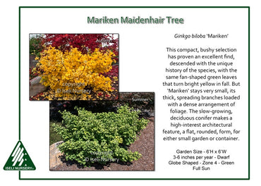 Gingko biloba ‘Mariken’