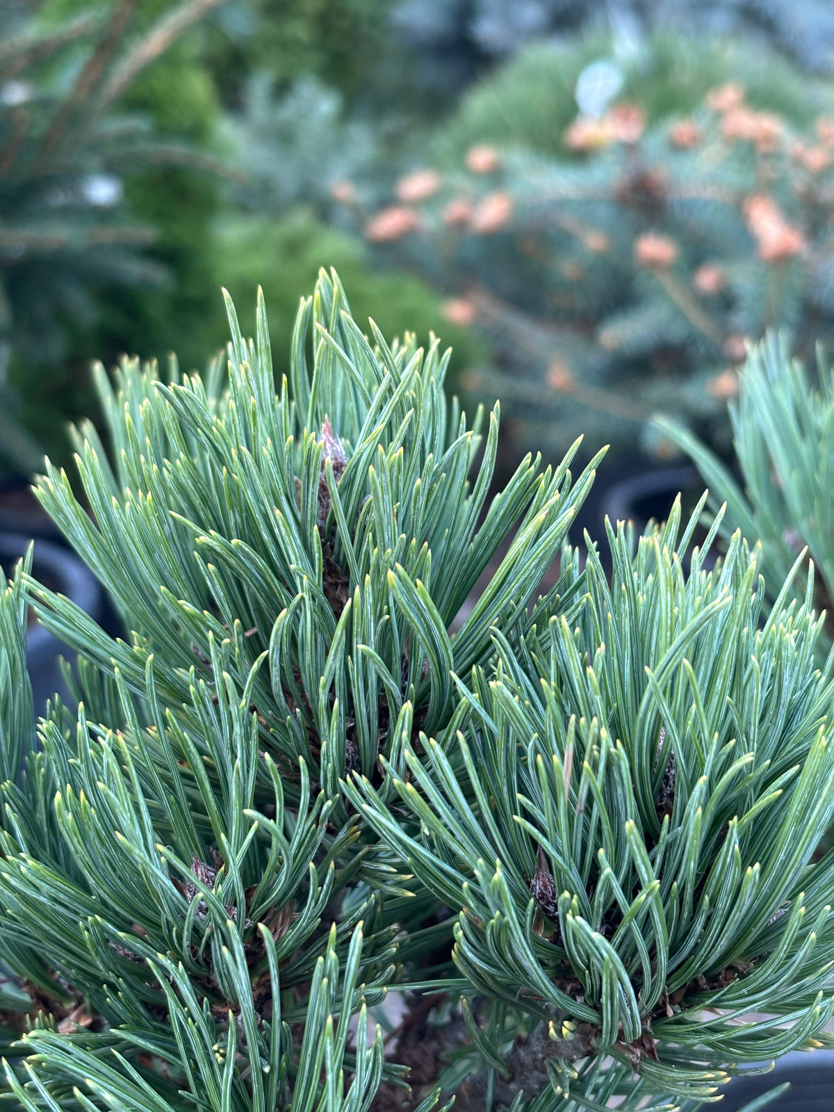 Pinus flexilis ‘Good Pine’