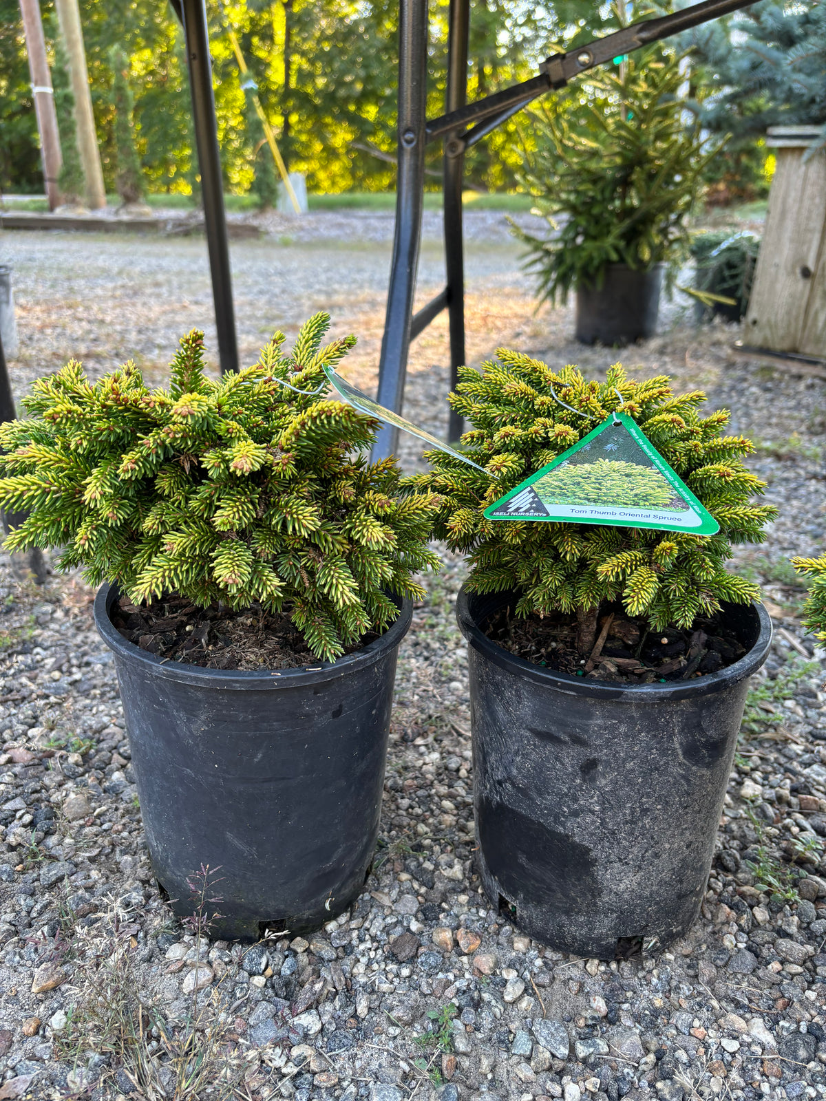 Picea orientalis ‘Tom Thumb’