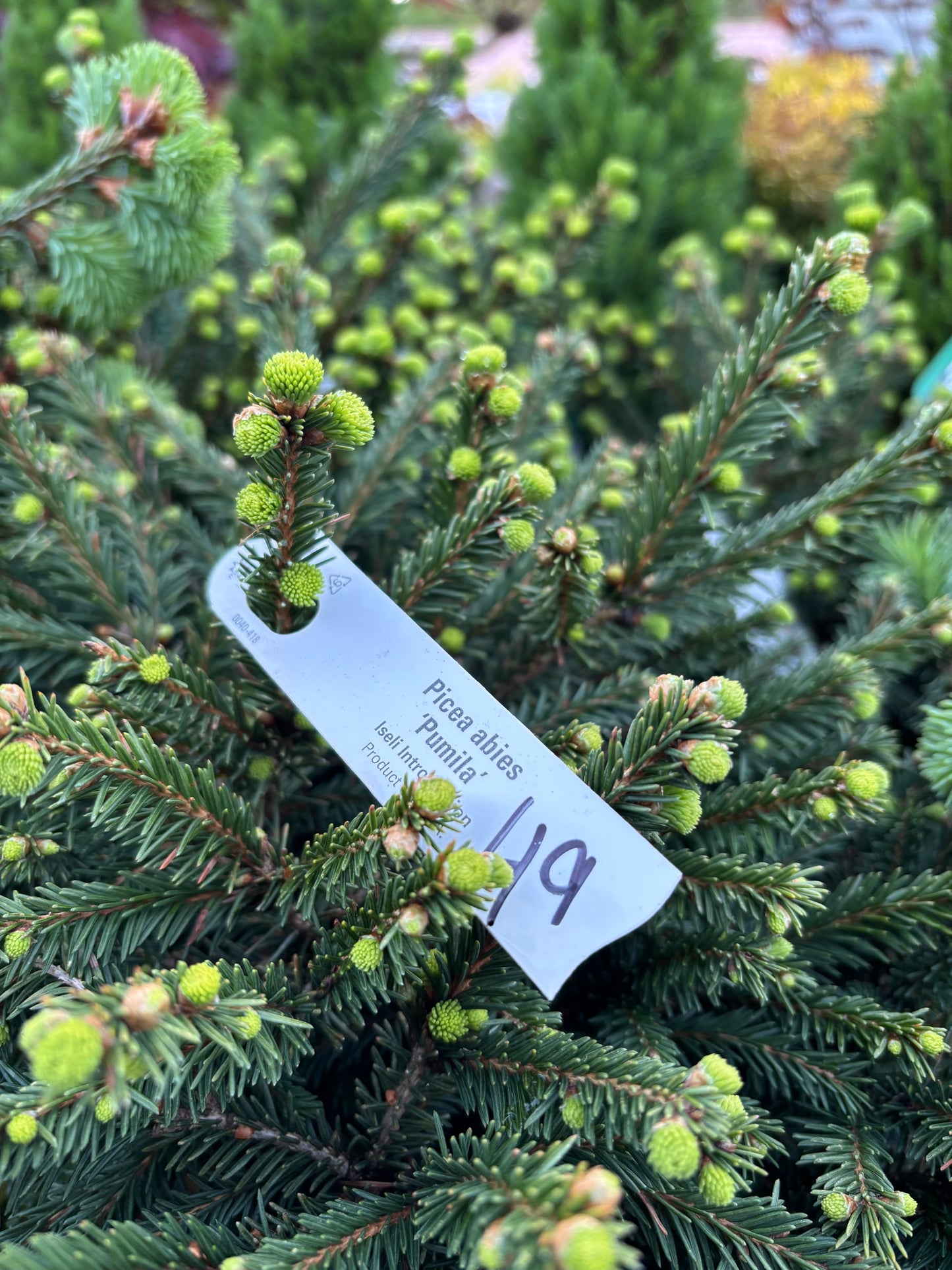 Picea Abies ‘pumilla’
