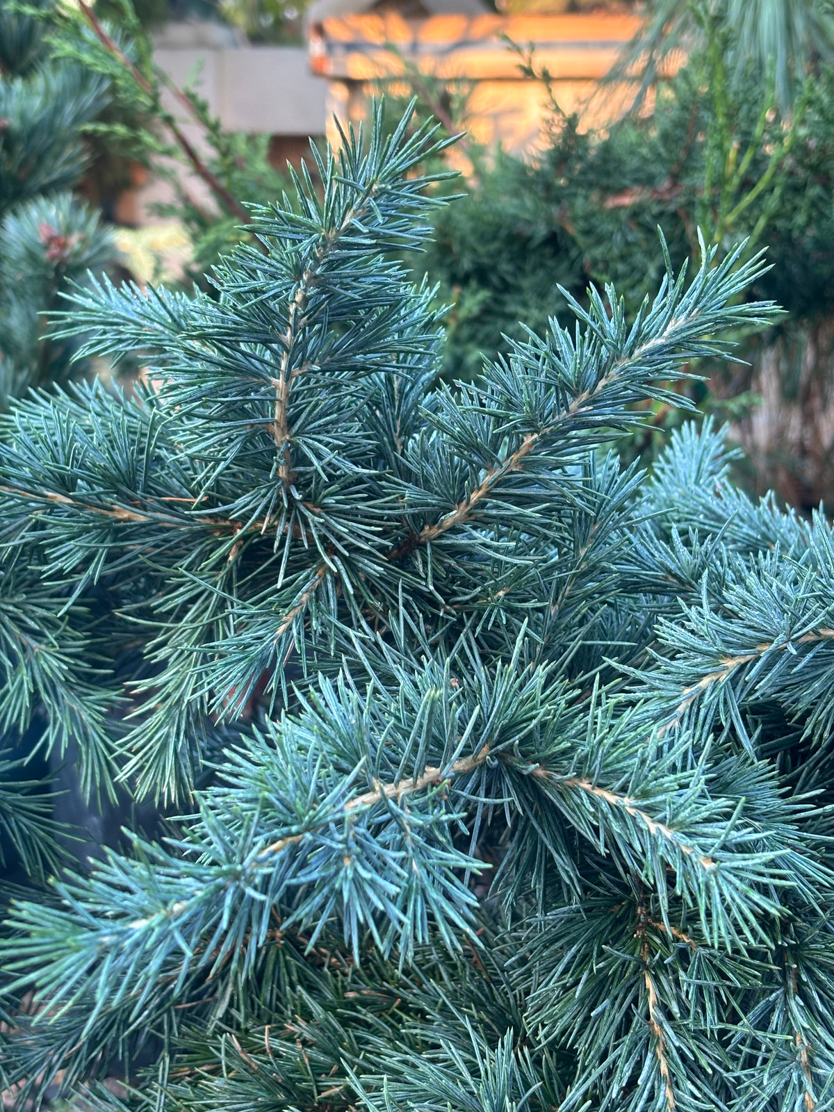 Cedrus deodara 'Prostrate Beauty'