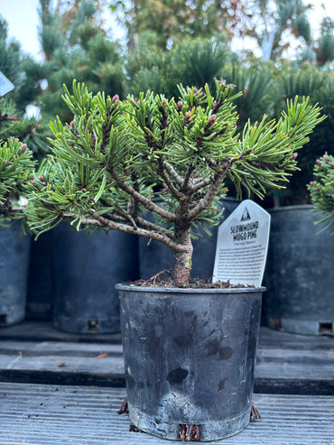 Pinus mugo ‘Slowmound’