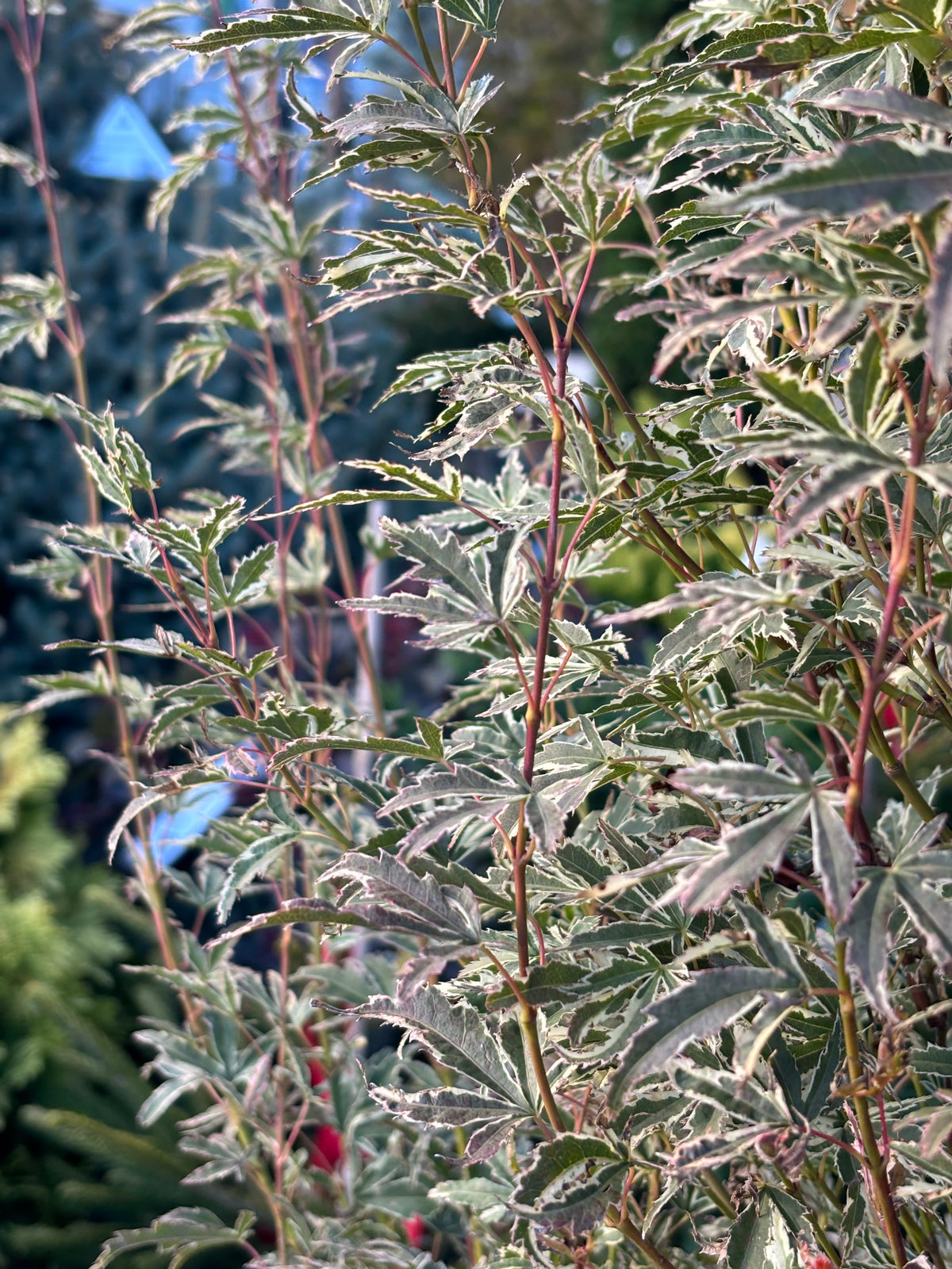 Acer palmatum 'Butterfly'