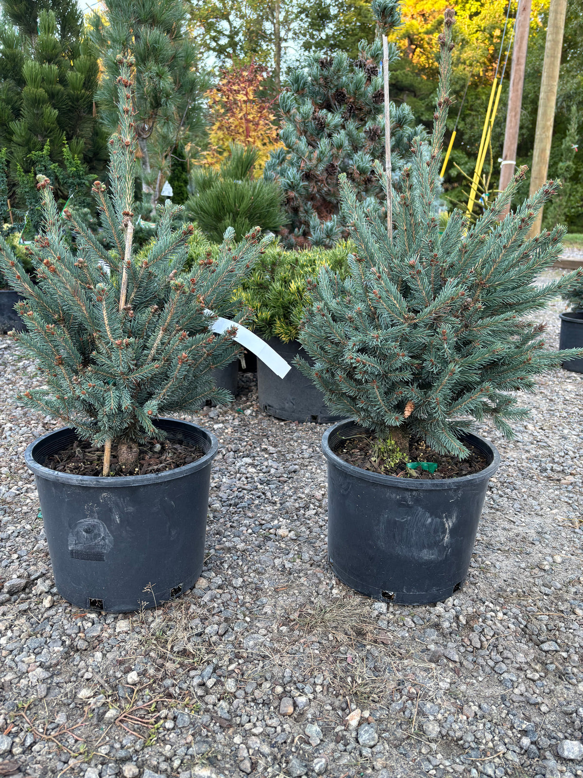 Blue Teardrop White Spruce