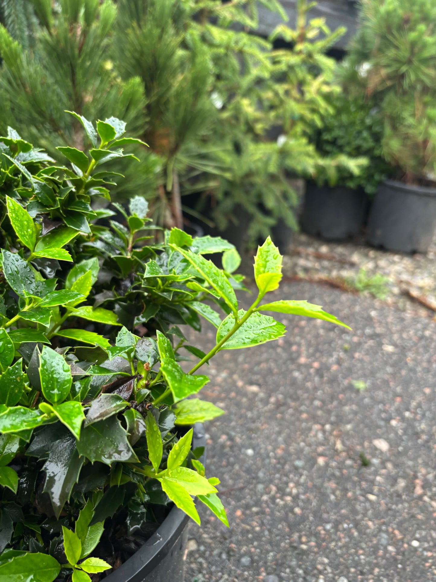 Ilex x ‘Rock Garden’