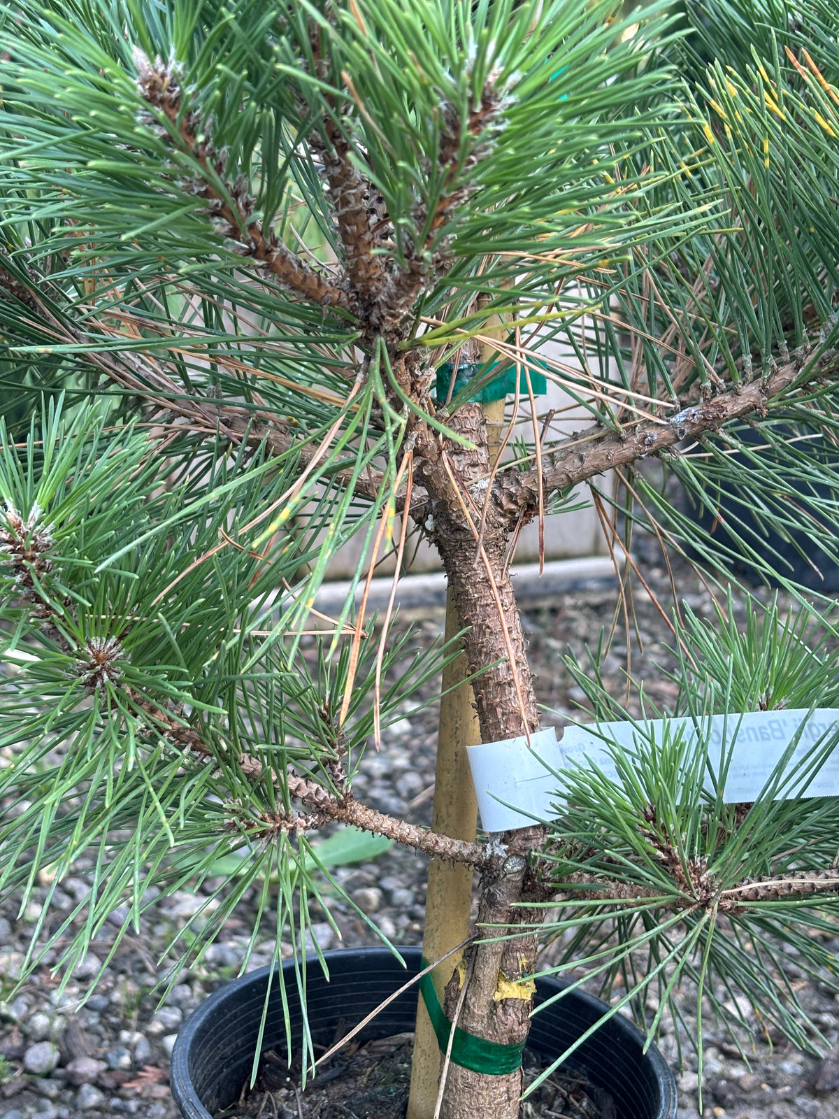 Pinus thunbergii 'Banshosho'