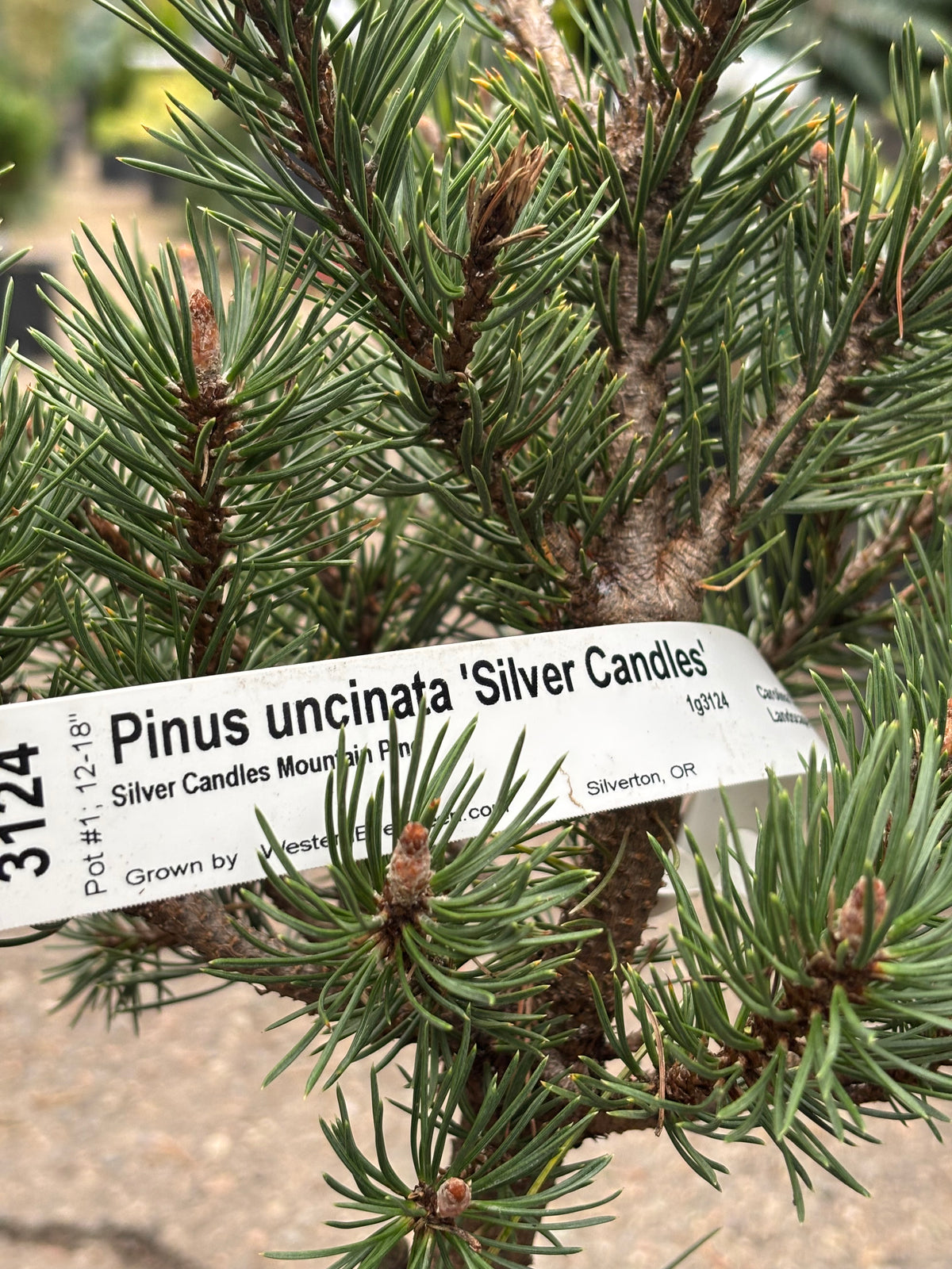 Pinus uncinata ‘Silver Candles’