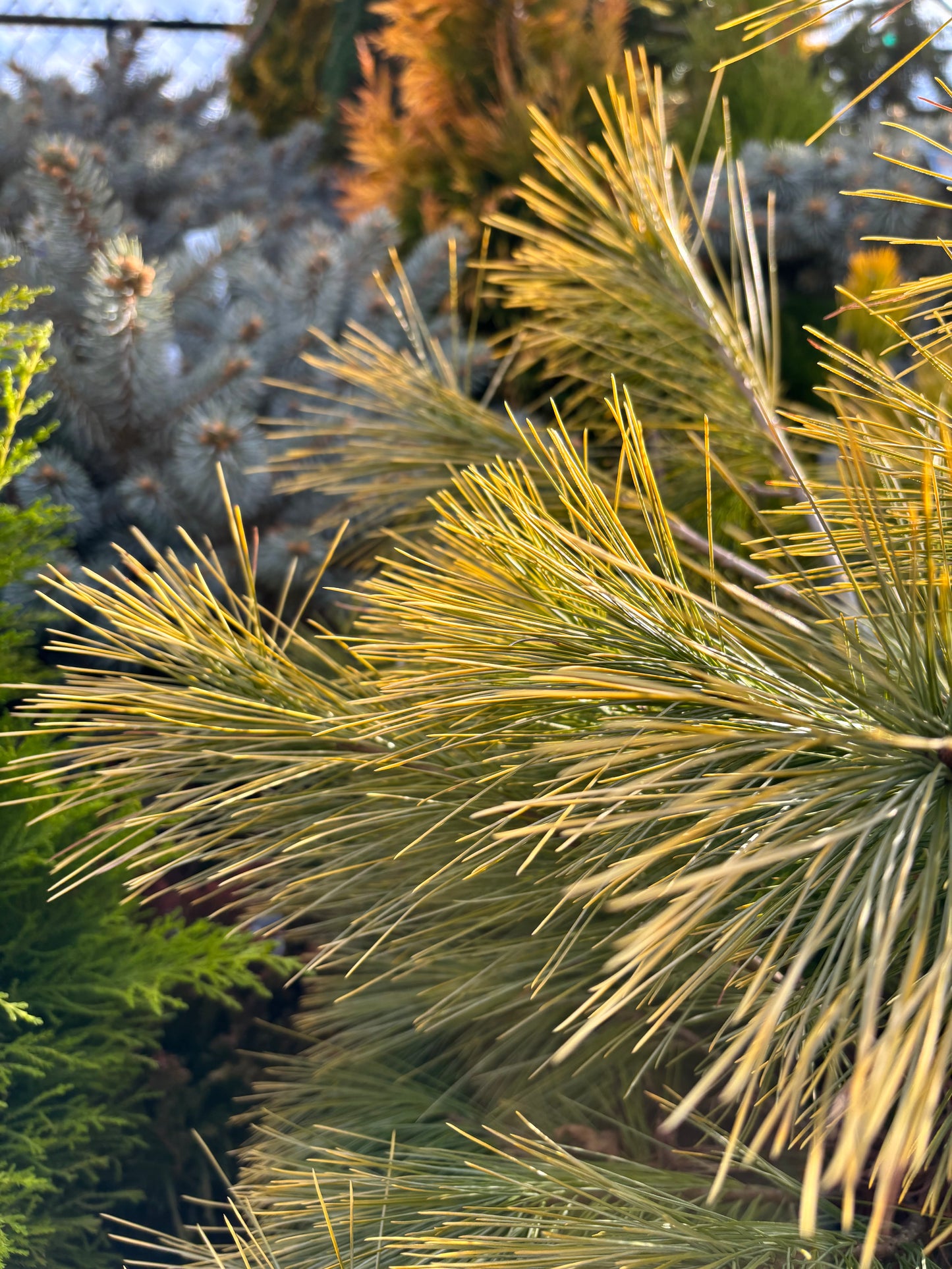 Pinus strobus ‘Louie’